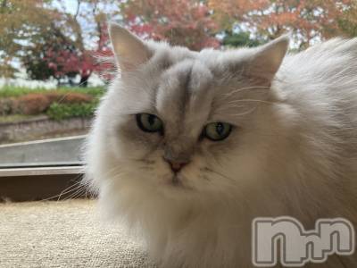 Х顦ֽϽХ Lips(奯祭Хåץ) ʤ113ֲ̥֥İ✨