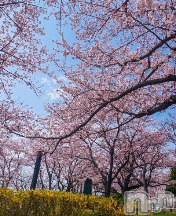 新潟デリヘルGRACE　新潟(グレース　ニイガタ) 河合(30)の4月6日写メブログ「お花見しよ💓」
