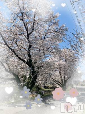 上越デリヘル 上越風俗出張アロママッサージ(ジョウエツフウゾクシュッチョウアロママッサージ) ちはや★(24)の3月25日写メブログ「満開～🌸👏👏」