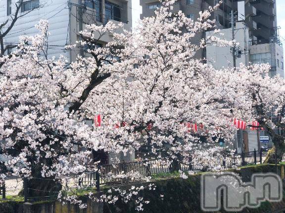 新潟デリヘル奥様特急 新潟店(オクサマトッキュウニイガタテン) なぐも(29)の4月16日写メブログ「お花見🌸」