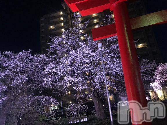 新潟デリヘル奥様特急 新潟店(オクサマトッキュウニイガタテン)なぐも(29)の2025年4月12日写メブログ「綺麗🌸」