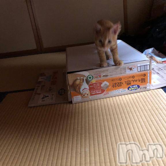 新潟人妻デリヘル新潟人妻　2nd Wife(セカンドワイフ) みやび奥様(28)の3月5日写メブログ「トラとウマ」
