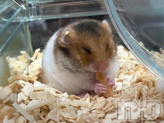 新潟デリヘル新潟人妻　2nd Wife(セカンドワイフ) みやび奥様(28)の12月22日写メブログ「！？！？」