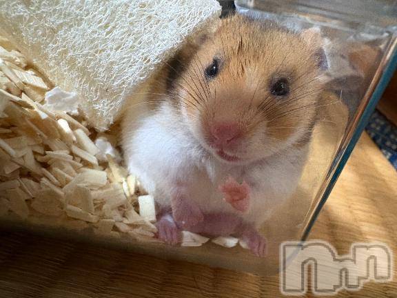 新潟デリヘル新潟人妻　2nd Wife(セカンドワイフ) みやび奥様(28)の12月24日写メブログ「きゃわわ」