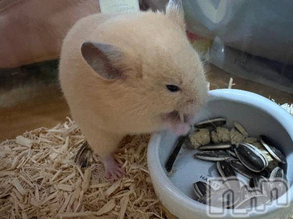 新潟デリヘル新潟人妻　2nd Wife(セカンドワイフ) みやび奥様(28)の3月13日写メブログ「おはよー🥺✨✨」