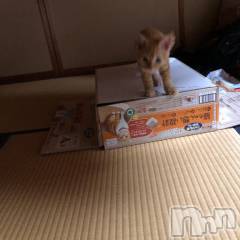 新潟人妻デリヘル新潟人妻　2nd Wife(セカンドワイフ) みやび奥様(28)の3月5日写メブログ「トラとウマ」