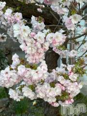 新潟デリヘル新潟人妻　2nd Wife(セカンドワイフ) みやび奥様(28)の4月16日写メブログ「もうしわけなす」