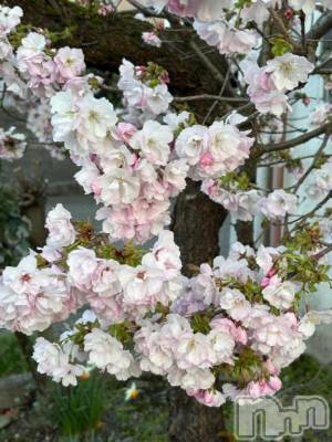 新潟人妻デリヘル 新潟人妻　2nd Wife(セカンドワイフ) みやび奥様(28)の4月16日写メブログ「もうしわけなす」