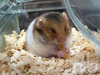 新潟デリヘル 新潟人妻　2nd Wife(セカンドワイフ) みやび奥様(28)の12月22日写メブログ「！？！？」