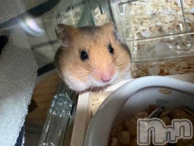 新潟デリヘル 新潟人妻　2nd Wife(セカンドワイフ) みやび奥様(28)の12月28日写メブログ「時間変更しました！」