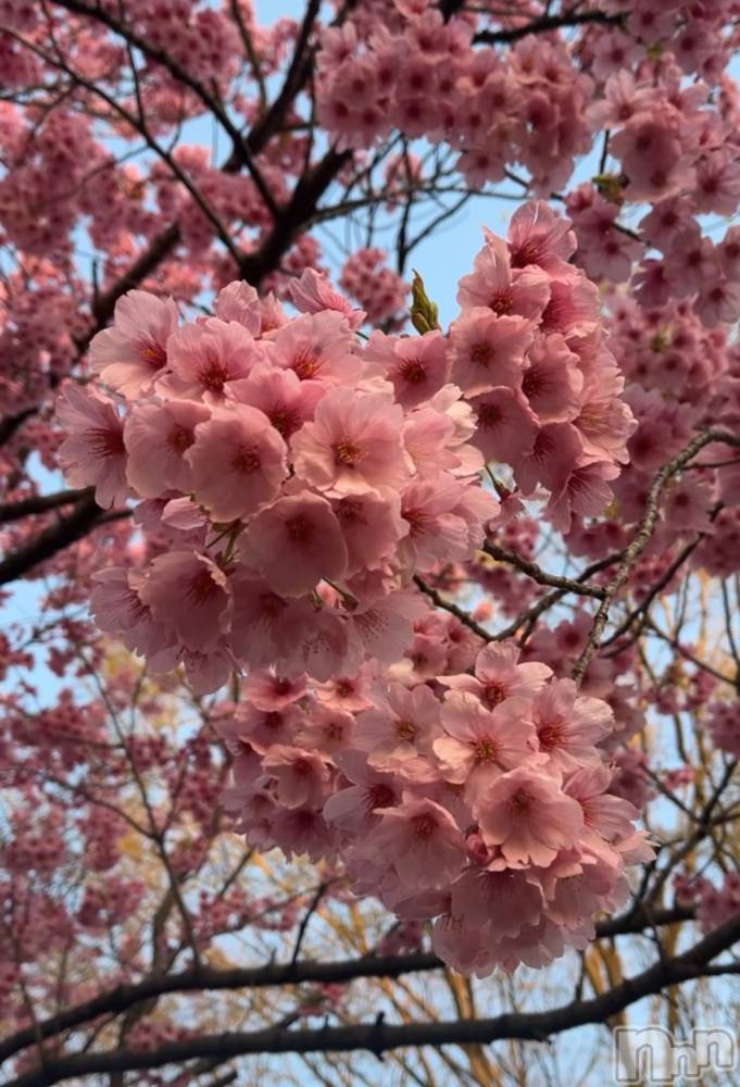 ʥå륺СʥåBar Peace(ʥåС ԡ) Ĥ411̥֥🌸