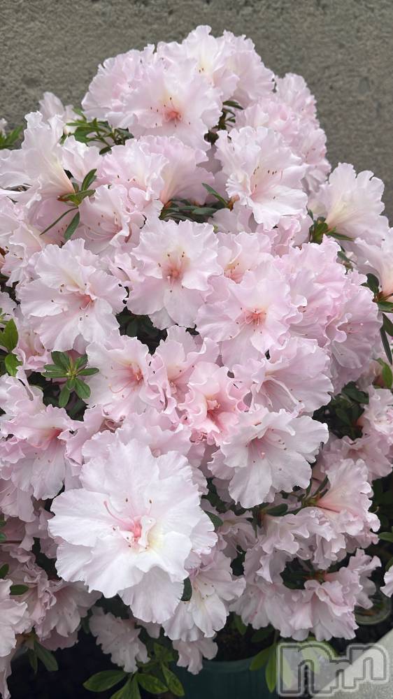 ʥå륺СʥåBar Peace(ʥåС ԡ) Ĥ49̥֥💐
