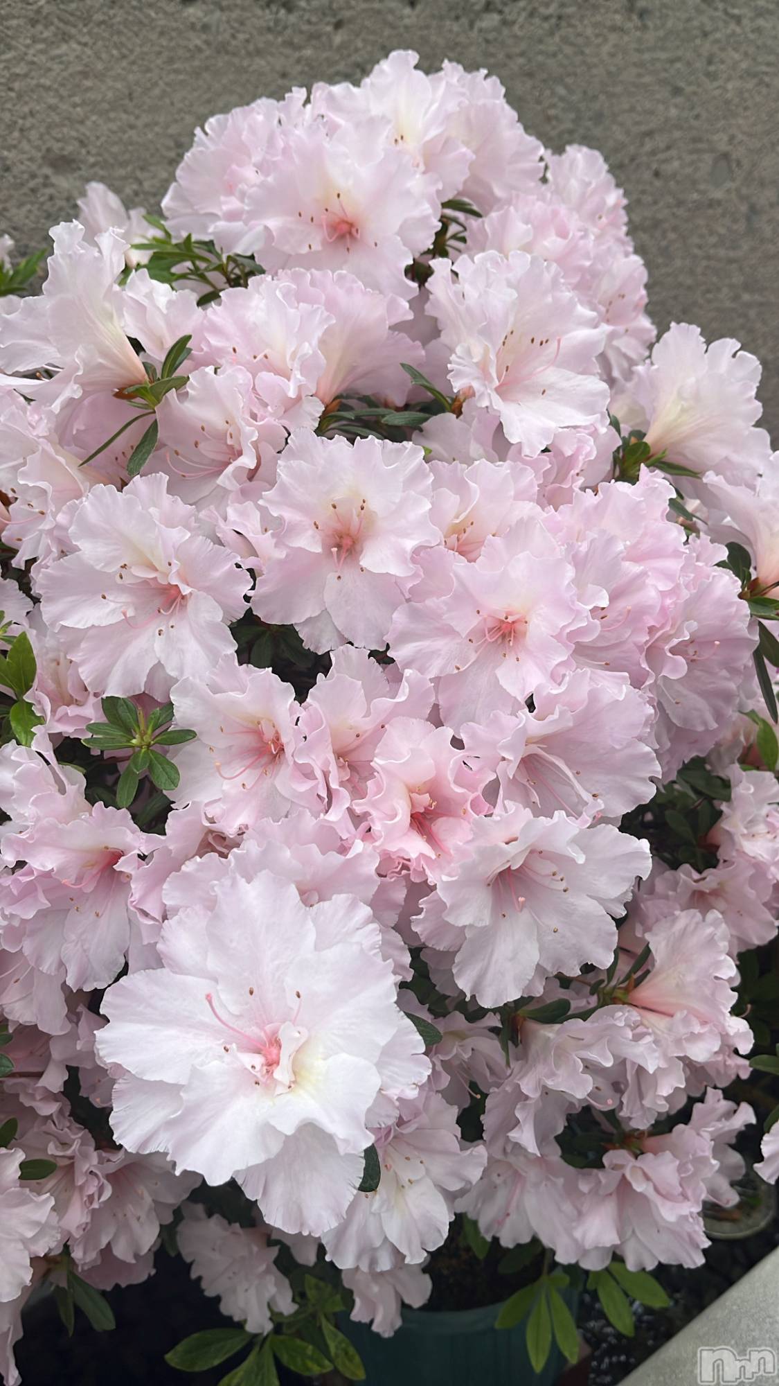ʥå륺СʥåBar Peace(ʥåС ԡ) 2025ǯ49̥֥💐