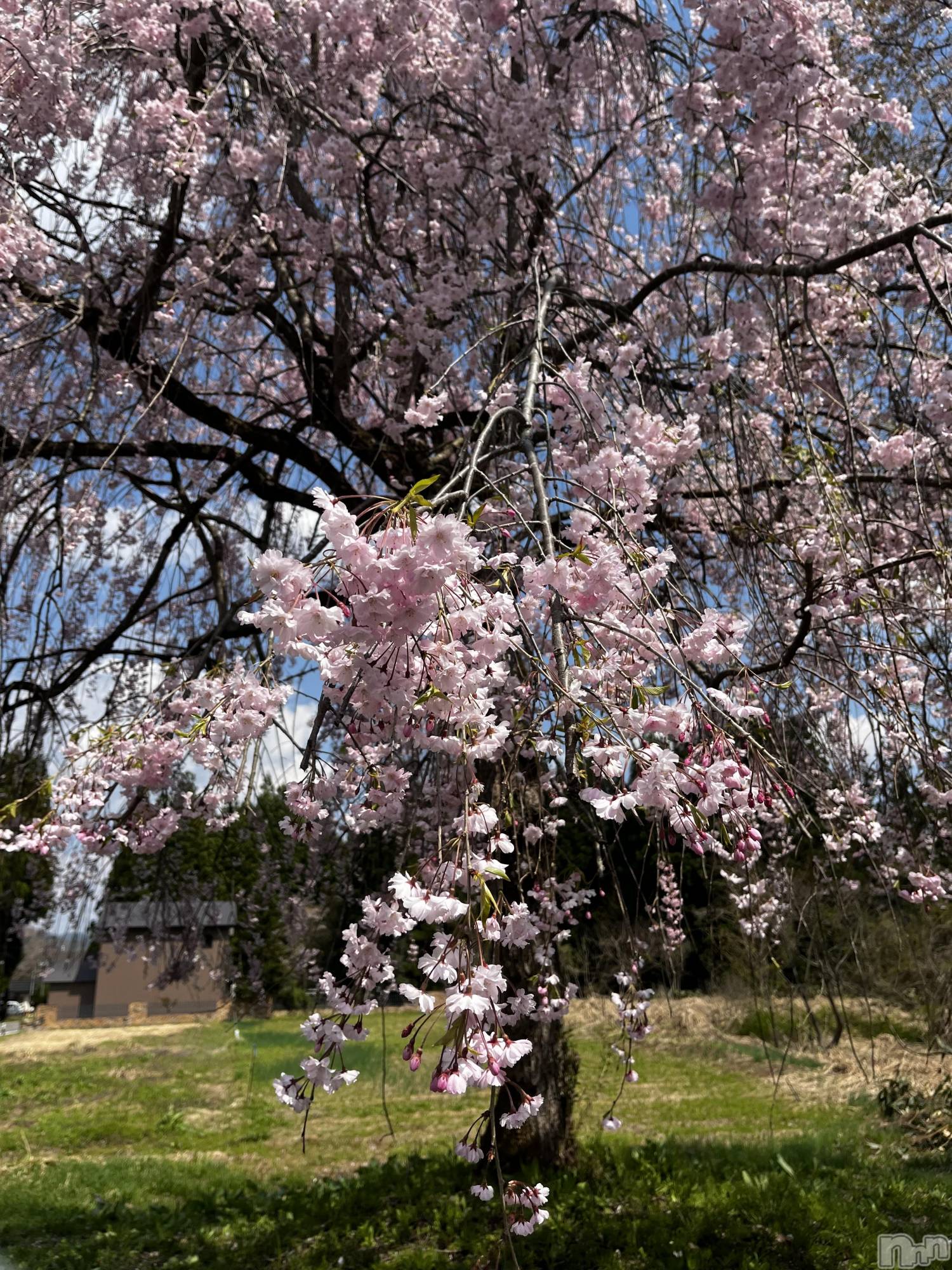 ʥå륺СʥåBar Peace(ʥåС ԡ) 2025ǯ426̥֥֤ޤ餤Ƥ🥰
