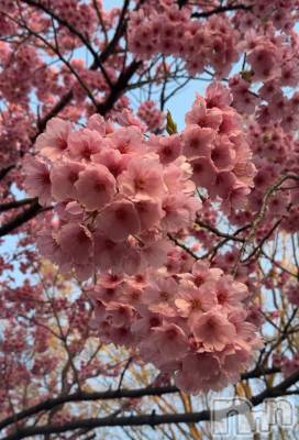 ʥå륺СʥåBar Peace(ʥåС ԡ) Ĥ411̥֥🌸