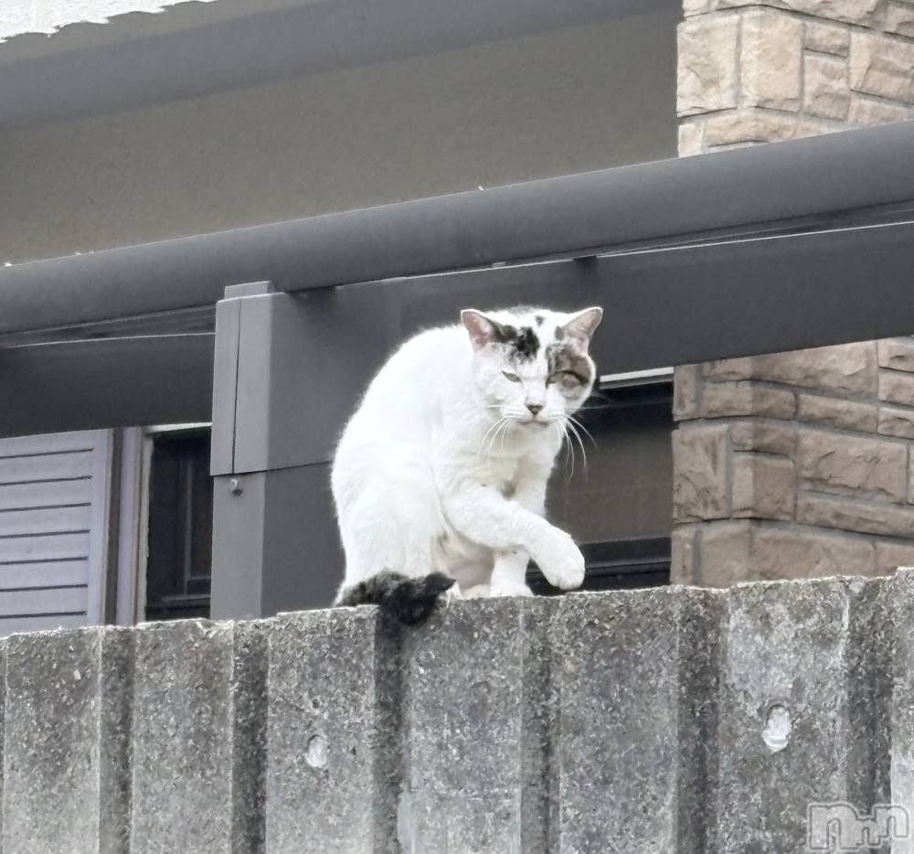 ʥå륺СʥåBar Peace(ʥåС ԡ) 123̥֥֎Ўʡ