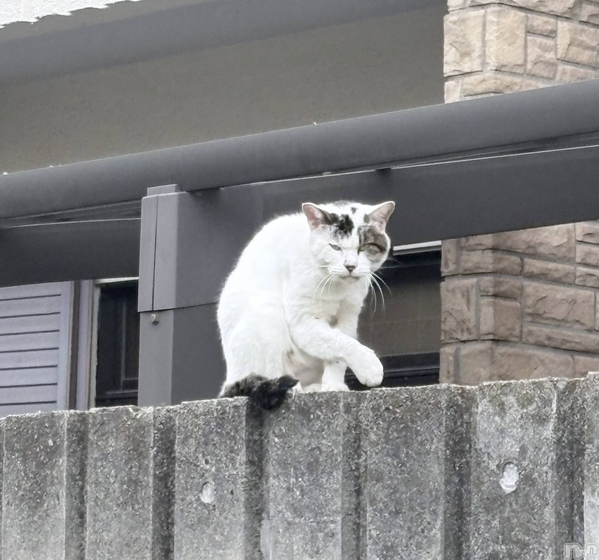 ʥå륺СʥåBar Peace(ʥåС ԡ) 2025ǯ123̥֥֎Ўʡ