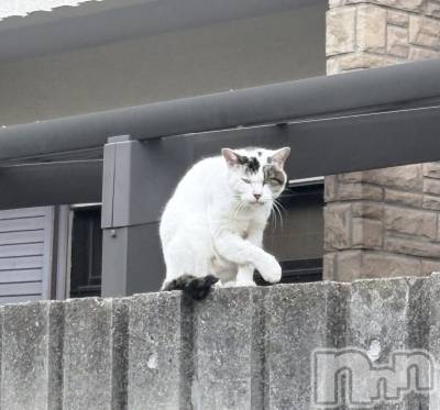 ����������ʥå��������륺�С����ʥå�Bar Peace(���ʥå��С� �ԡ���) ����12��3���̥�֥����֎Ў����ʡ�