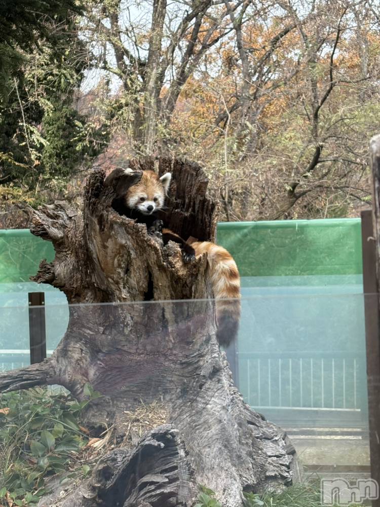 長野おっパブMILKYHEART(ミルキーハート) 楓の11月26日写メブログ「レッサーパンダが…」