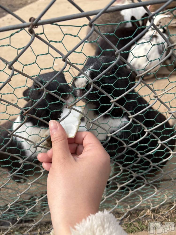 長野おっパブMILKYHEART(ミルキーハート) 楓の1月7日写メブログ「うさぎ♪」