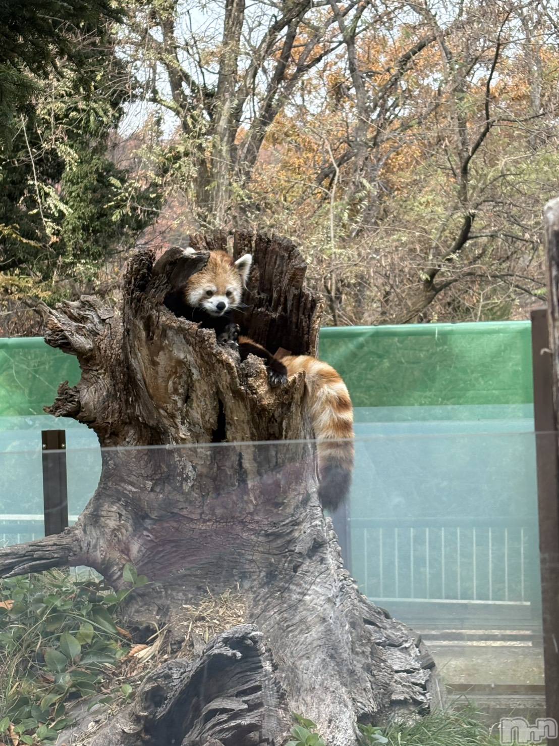 長野おっパブMILKYHEART(ミルキーハート)楓の2025年11月26日写メブログ「レッサーパンダが…」