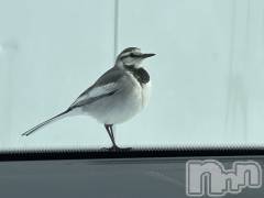 長野おっパブMILKYHEART(ミルキーハート) 楓の2月8日写メブログ「鳥さん♪」