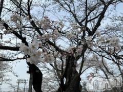 長野おっパブMILKYHEART(ミルキーハート) 楓の4月9日写メブログ「風強い💦」