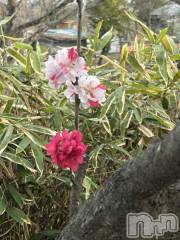 長野おっパブMILKYHEART(ミルキーハート) 楓の4月19日写メブログ「梅の花♪」