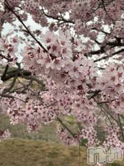 長野おっパブMILKYHEART(ミルキーハート) 楓の4月8日写メブログ「桜綺麗♥」