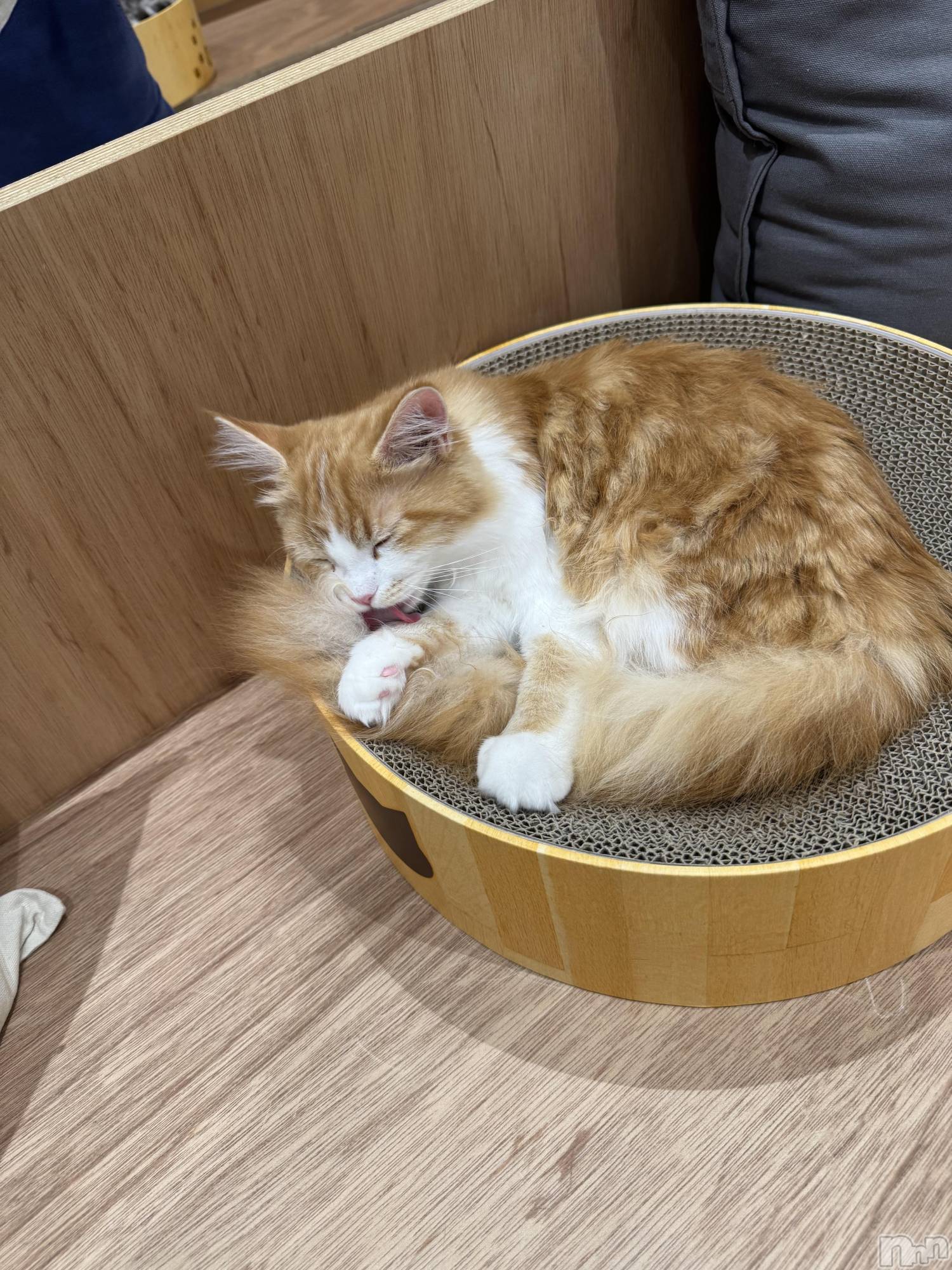 ƲХ顦clubTiara(ƥ) 2025ǯ1112̥֥1112♡