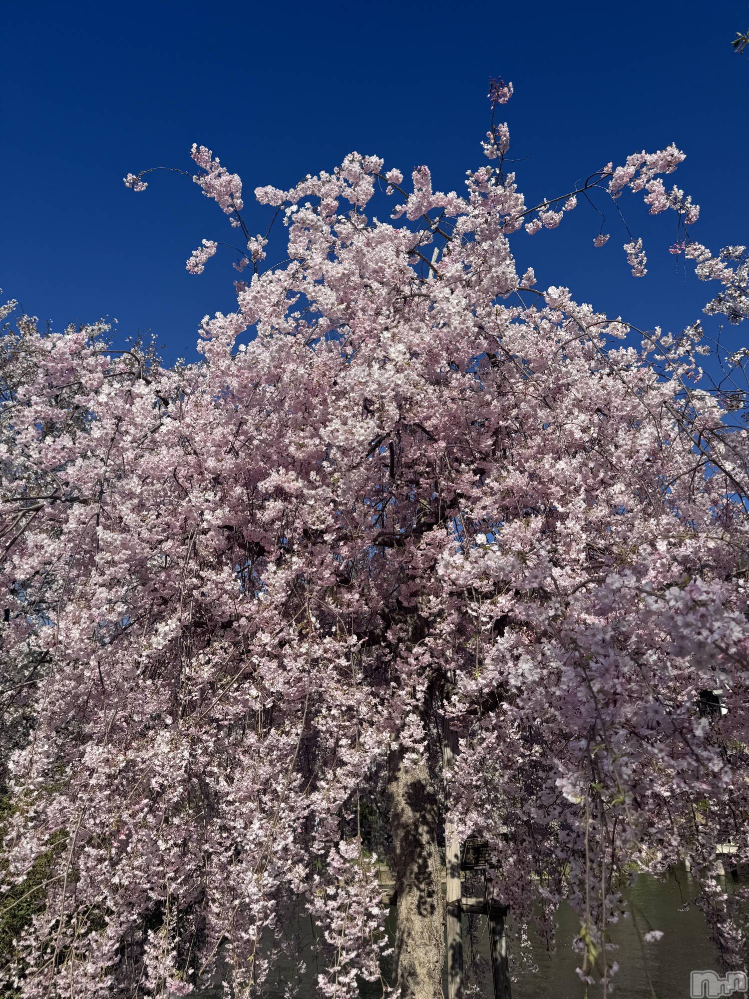 ��Ʋ����Х��顦�����clubTiara(�ƥ�����) ��2026ǯ4��16���̥�֥�����4��16��♡��