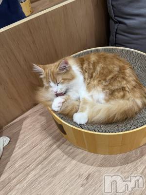 ƲХ顦clubTiara(ƥ) ߤ1112̥֥1112♡