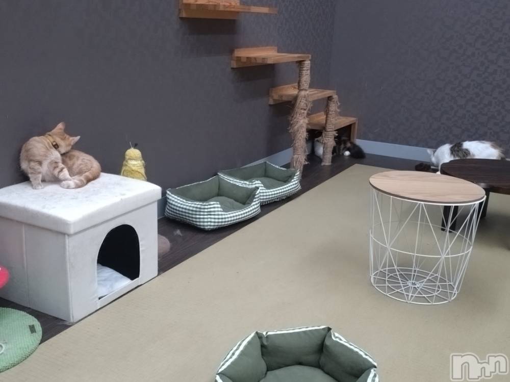 上越デリヘルHONEY(ハニー) あんり(47)の7月15日写メブログ「猫ちゃん🐱」