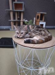 上越デリヘルHONEY(ハニー) あんり(48)の10月11日写メブログ「こんばんは🌛」