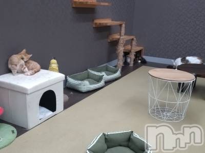 上越デリヘル HONEY(ハニー) あんり(48)の7月15日写メブログ「猫ちゃん🐱」