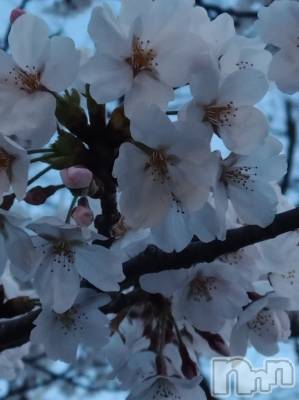 上越デリヘル HONEY(ハニー) あんり(48)の4月9日写メブログ「満開🌸」