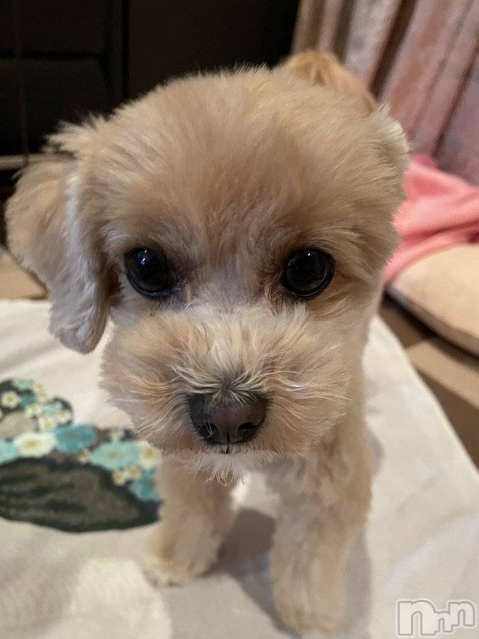 上田発デリヘル人妻華道 上田店(ヒトヅマハナミチウエダテン) 【体験】れみ(25)の5月31日写メブログ「♡︎ 私の相棒っ」