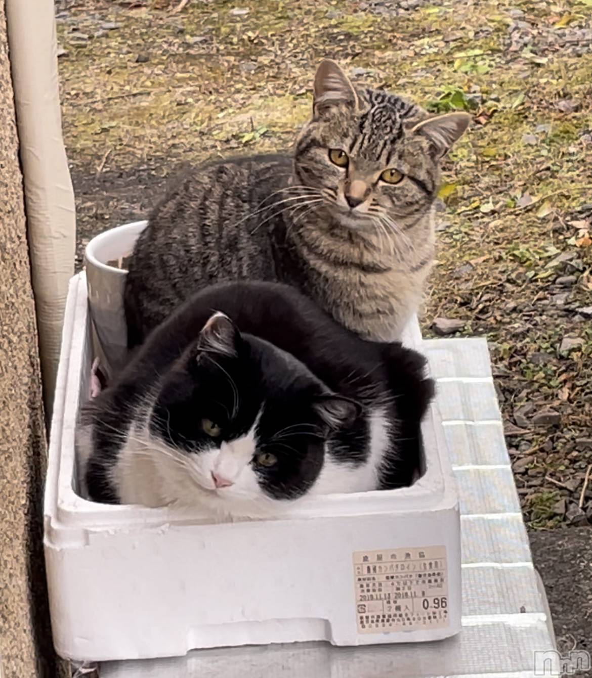 ��ë����Х��顦�����CLUB��Paladin(����֡��ѥ�ǥ���) ��2023ǯ12��30���̥�֥�����2023ǯ...������