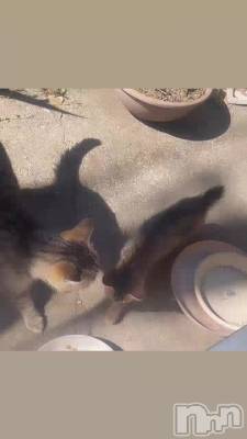 �ȥ�ߤ���󤬻�ǭ�Υȥ饳������Ϣ����褿�ΤǤ�...🐈⸒⸒⸒⸒💕