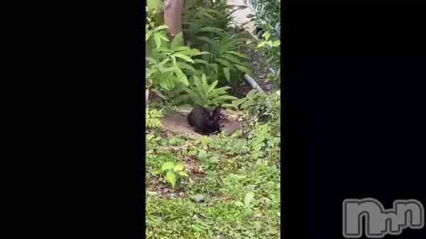 �֥�ʤ������á���🐈‍⬛🌙��