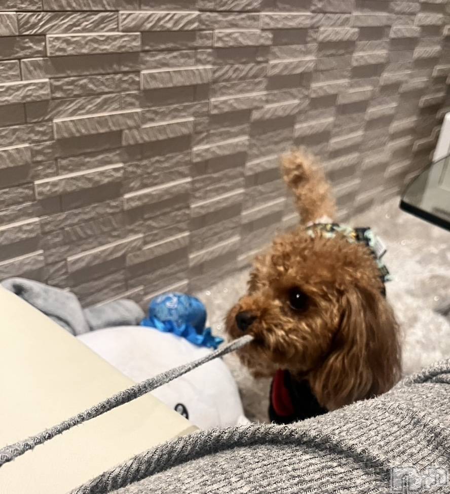 ܱʥå륺СGirls bar Zenith(륺С˥) ή 715̥֥֨🐕 ͗ ͗