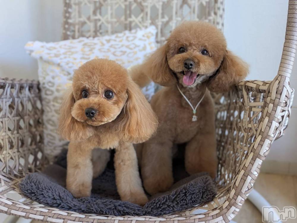 ���ܱ������ʥå��������륺�С�Girls bar Zenith(�����륺�С����˥�) ή�� ����1��17���̥�֥�����🐕 ͗ ͗️🩵��