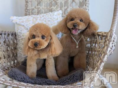 ���ܱ������ʥå��������륺�С�Girls bar Zenith(�����륺�С����˥�) ή�� ���(26)��1��17���̥�֥�����🐕 ͗ ͗️🩵��