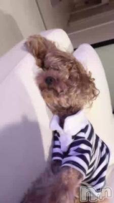 🐶🐾