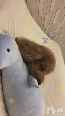 (��⌯⥿⌯)ᶻᶻᶻ🐾🐾