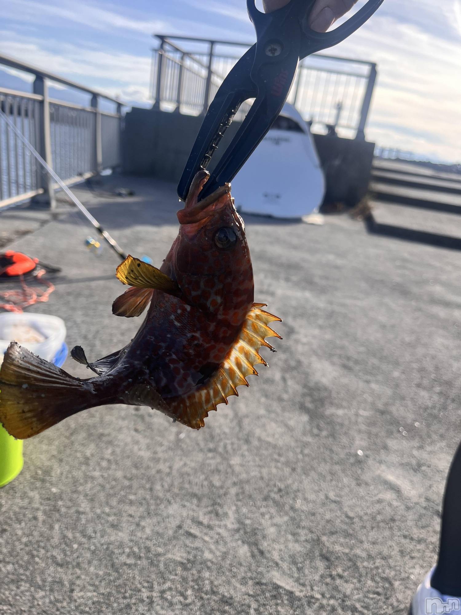 ܱʥå륺СGirls bar Zenith(륺С˥) 2024ǯ1111ֽ̥֥ε🐟‪🎣‬