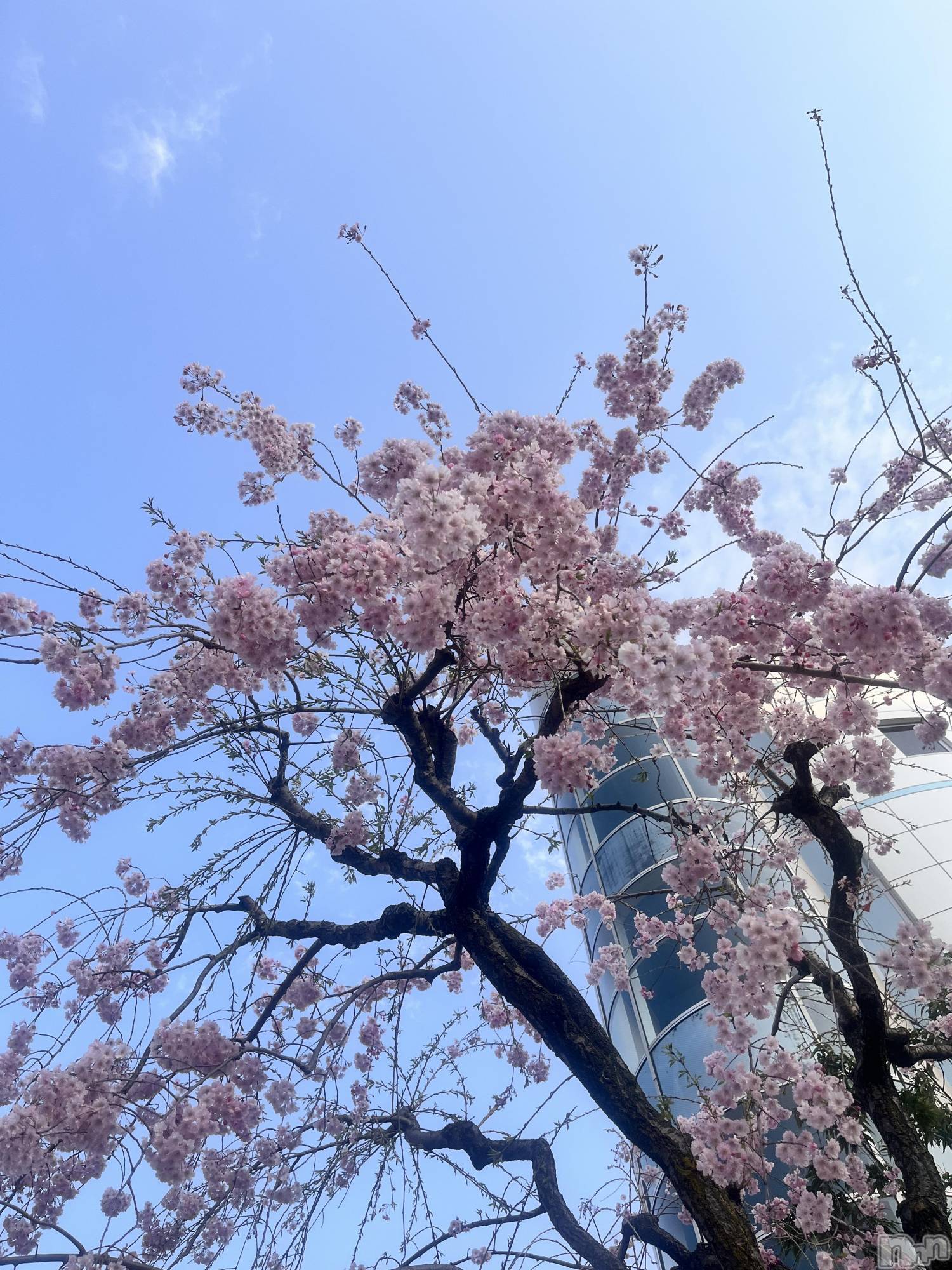 ܱʥå륺СGirls bar Zenith(륺С˥) 2025ǯ423̥֥4⤦😭🌷🌸