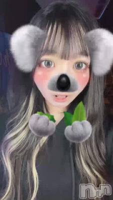 🐨🌿
