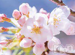 新潟デリヘル五十路マダム新潟店(カサブランカグループ)(イソジマダムニイガタテン)川村まき(48)の2026年3月1日写メブログ「おはようございます」