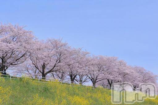 新潟デリヘル五十路マダム新潟店(カサブランカグループ)(イソジマダムニイガタテン)川村まき(48)の2026年4月22日写メブログ「こんにちは」
